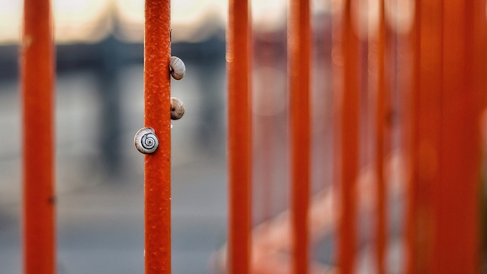 orange metal fence with silver and white round ornament