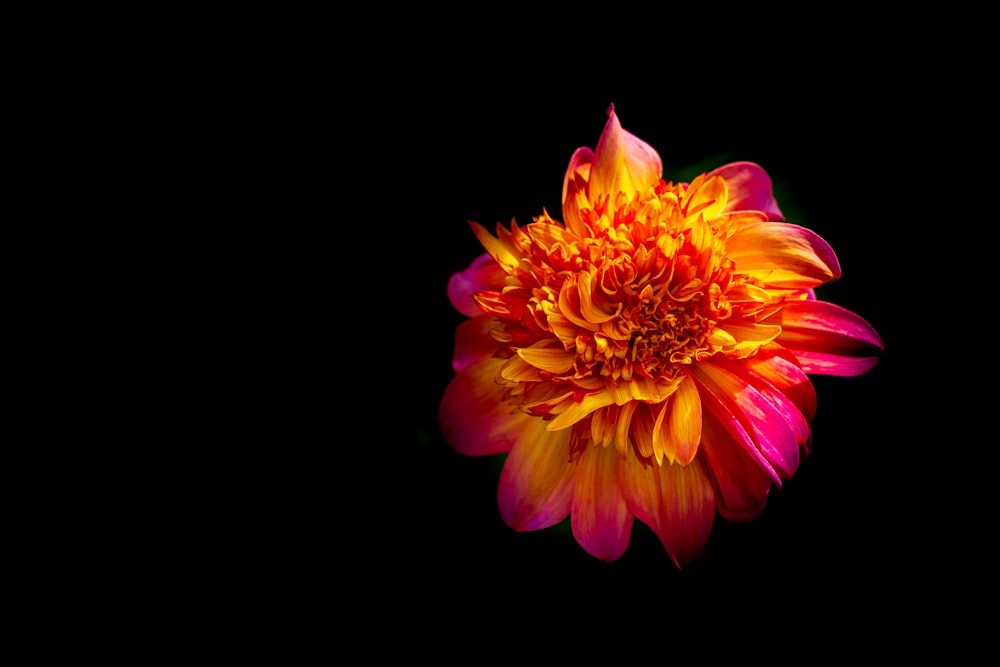 yellow and pink flower in black background