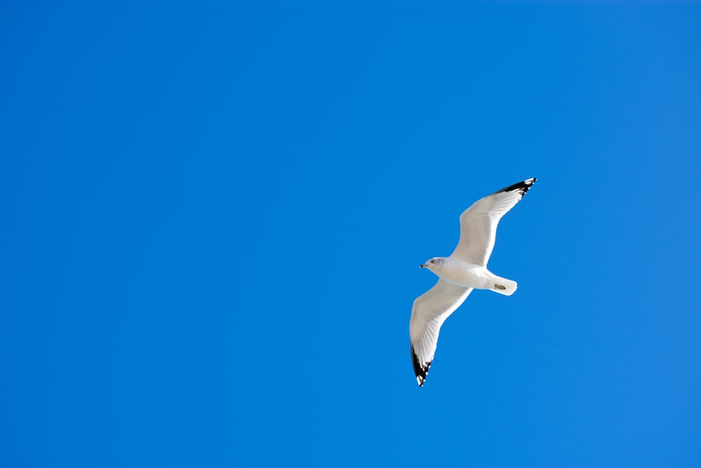 Weiße Möwe, die tagsüber unter blauem Himmel fliegt