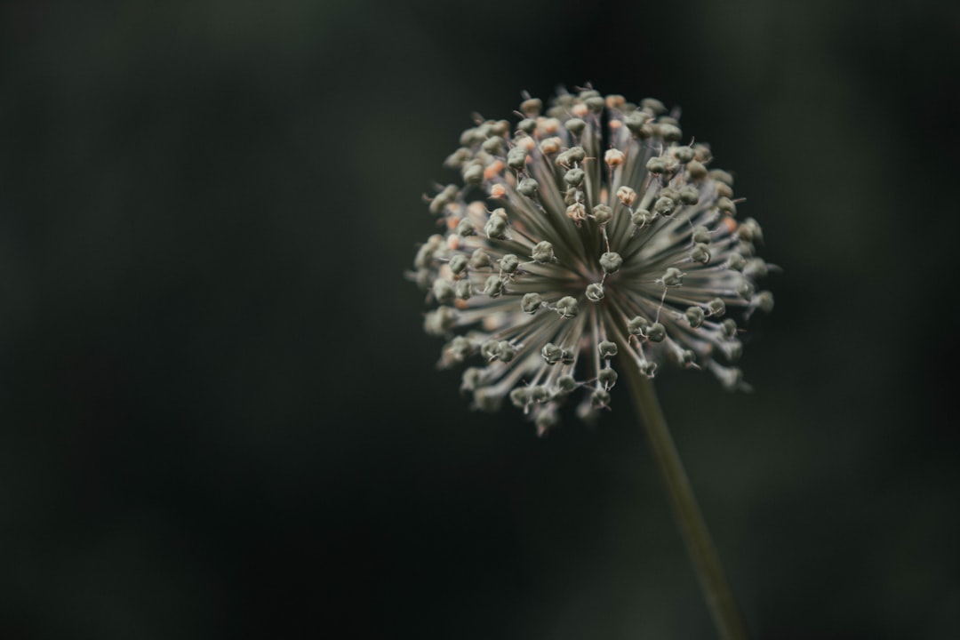 white flower in macro lens