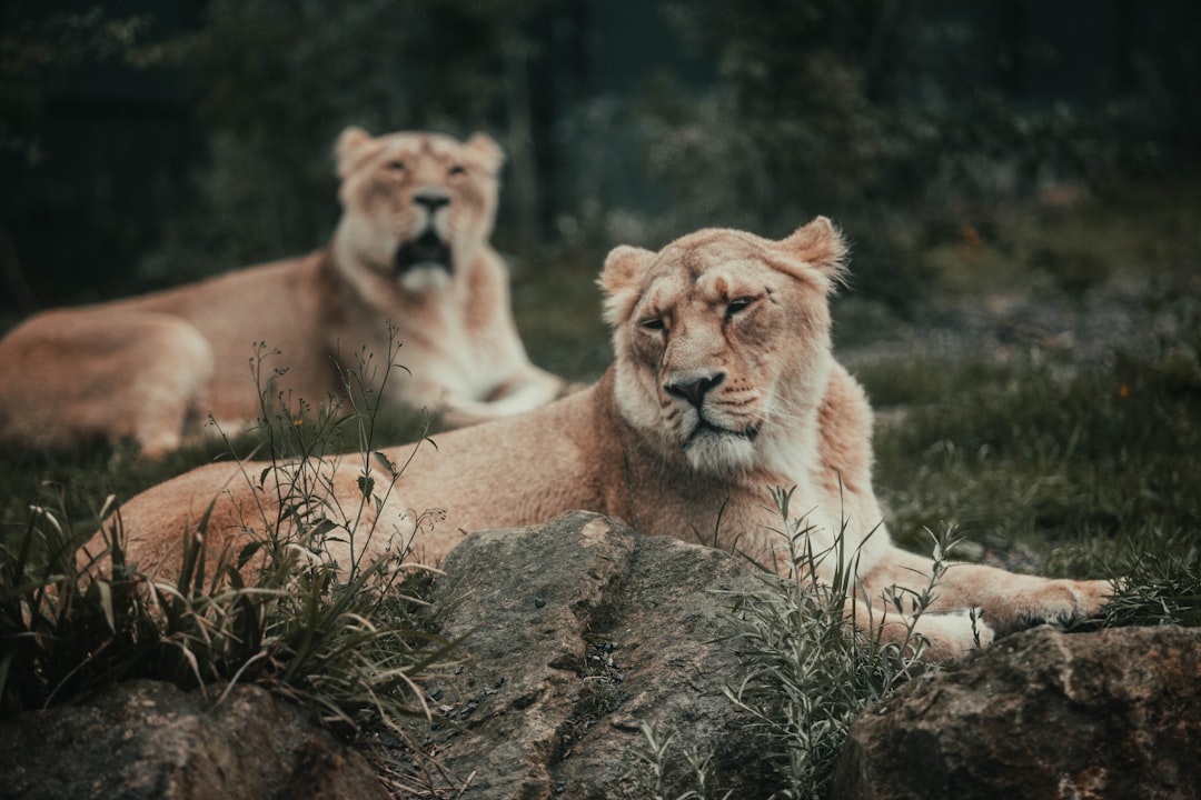 brown lion lying on brown rock