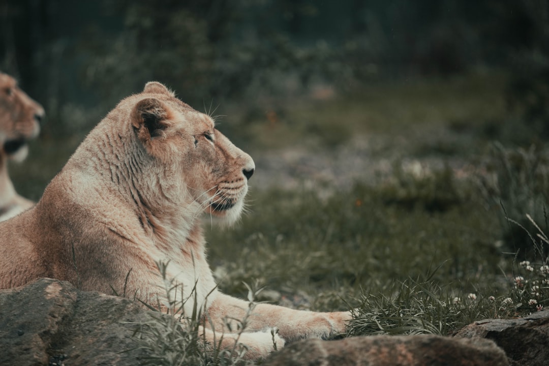 brown lion lying on green grass during daytime