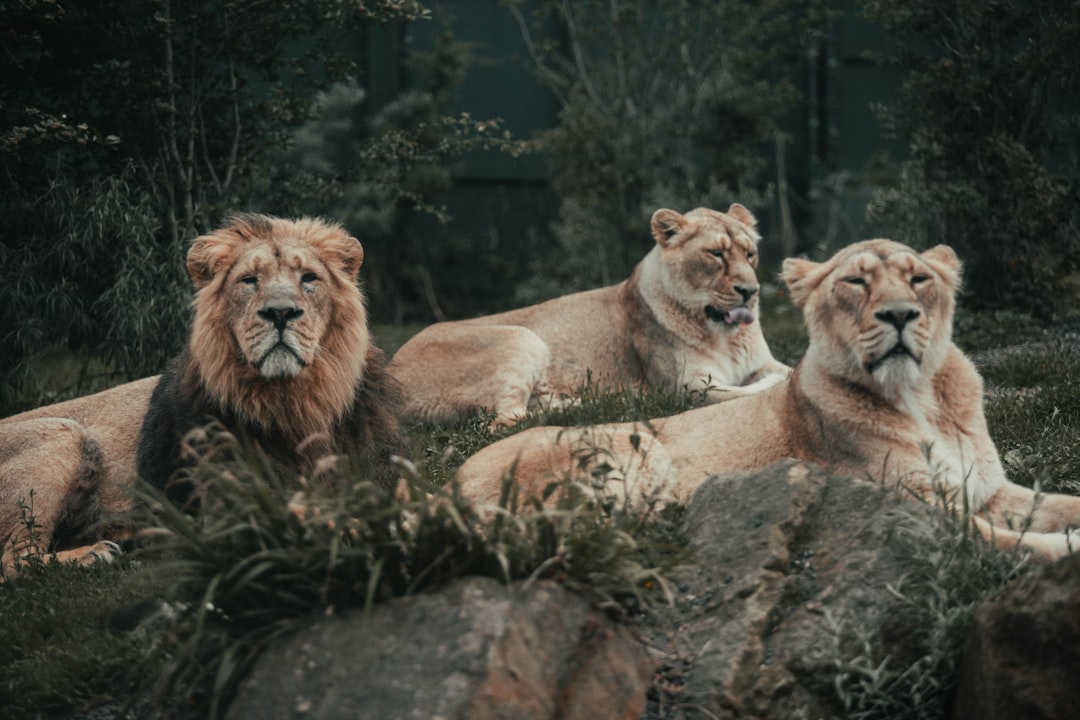 lion and lioness on brown rock during daytime