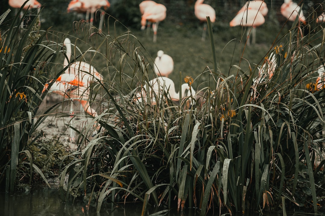 white and pink flamingos on green grass during daytime