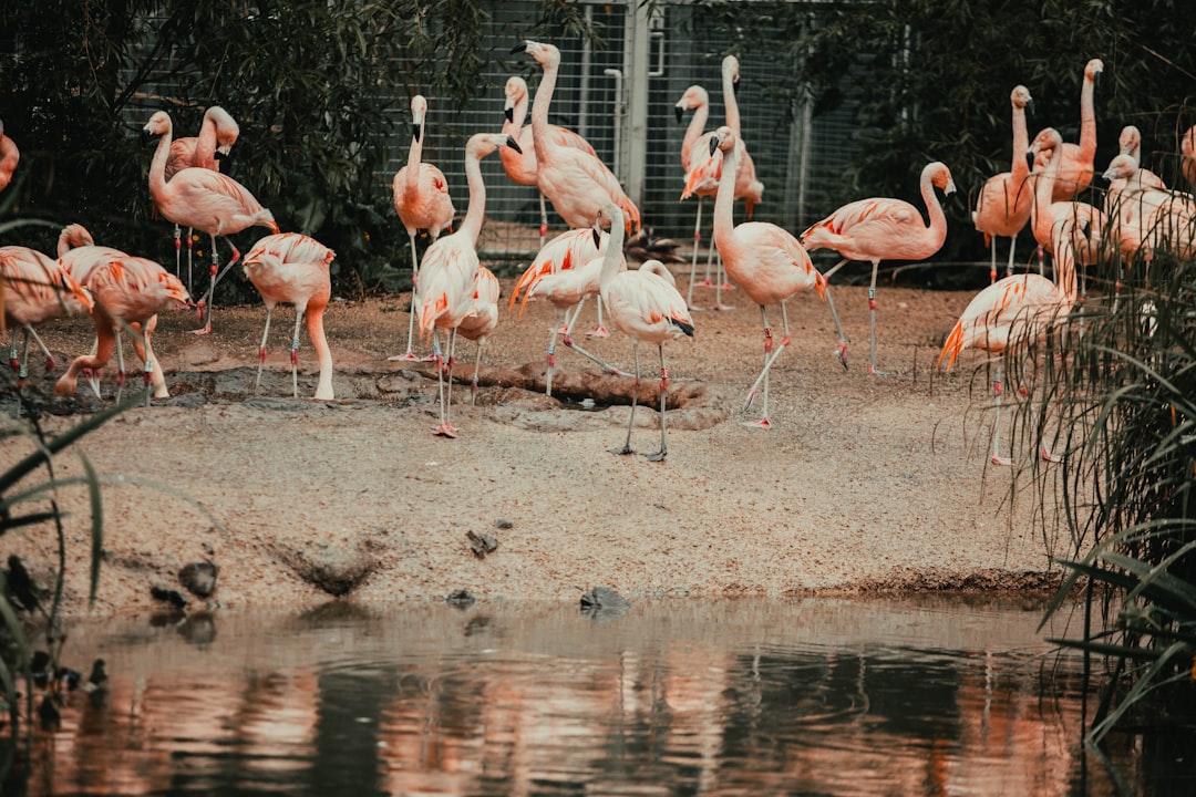 flock of flamingos on water during daytime