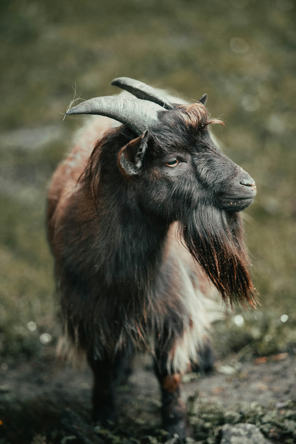 black and white ram on green grass during daytime