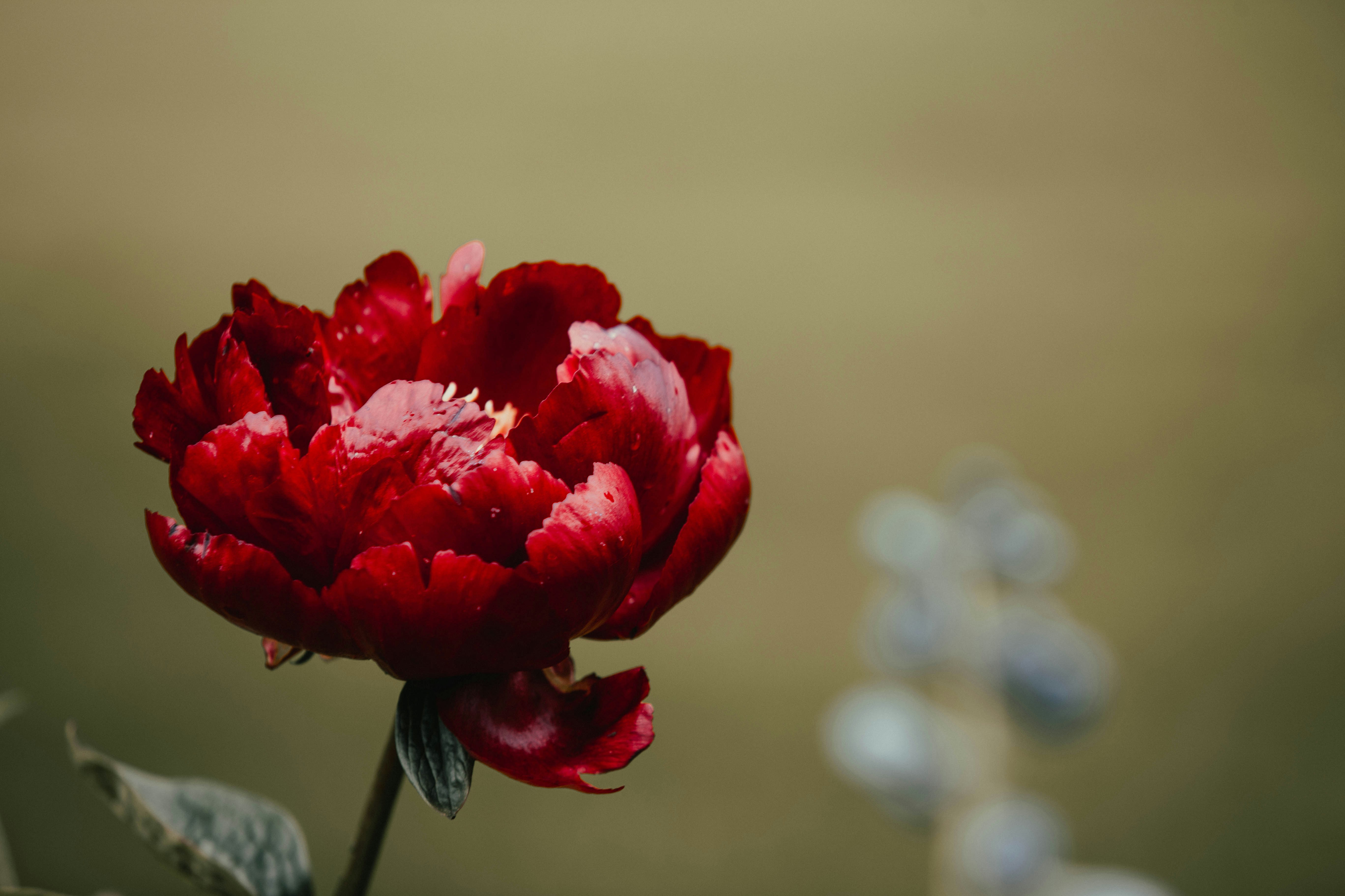 Photo by theshuttervision