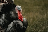 A large, prominently feathered turkey with a red wattle and blue-tinged skin on its head stands on a grassy background. The intricate pattern of the turkey's feathers showcases shades of black and grey, creating a vivid texture.