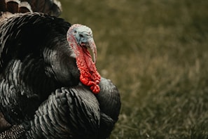 A large, prominently feathered turkey with a red wattle and blue-tinged skin on its head stands on a grassy background. The intricate pattern of the turkey's feathers showcases shades of black and grey, creating a vivid texture.