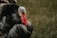 A large, prominently feathered turkey with a red wattle and blue-tinged skin on its head stands on a grassy background. The intricate pattern of the turkey's feathers showcases shades of black and grey, creating a vivid texture.