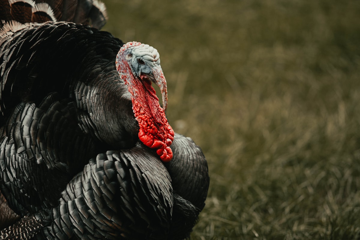 Tom turkey displaying feathers in open field during spring mating season