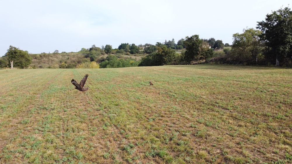 green grass field during daytime