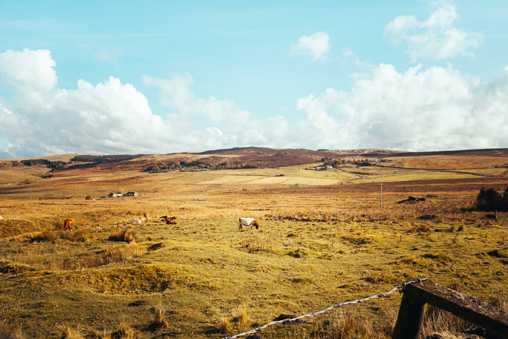 white horse on brown grass field under blue sky during daytime