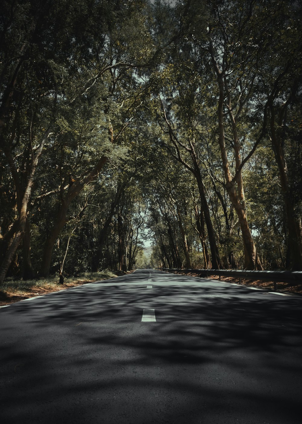 gray asphalt road between trees during daytime