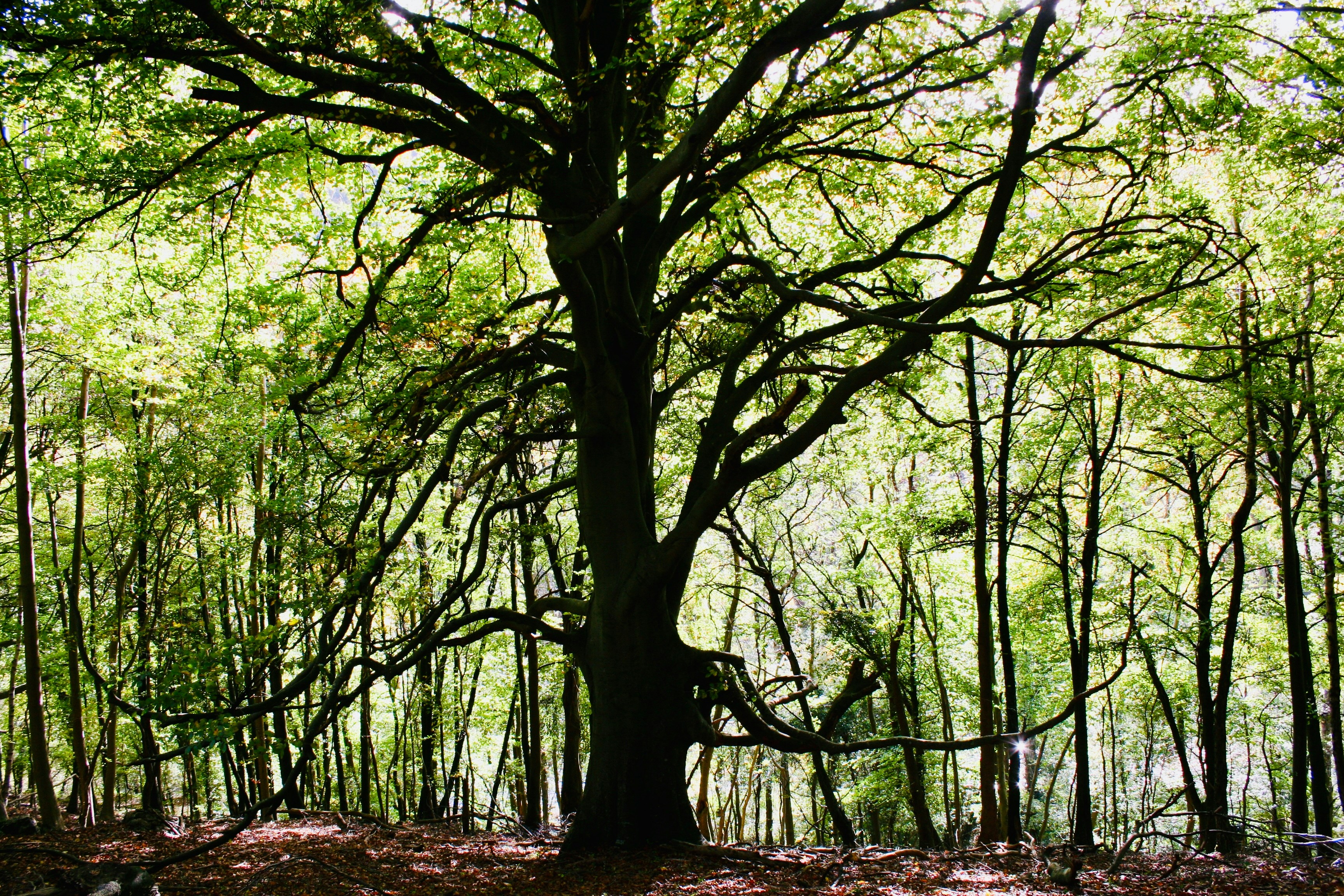 Photo by lynntemplar