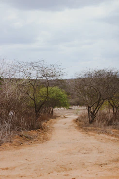green trees on brown field under white clouds during daytime