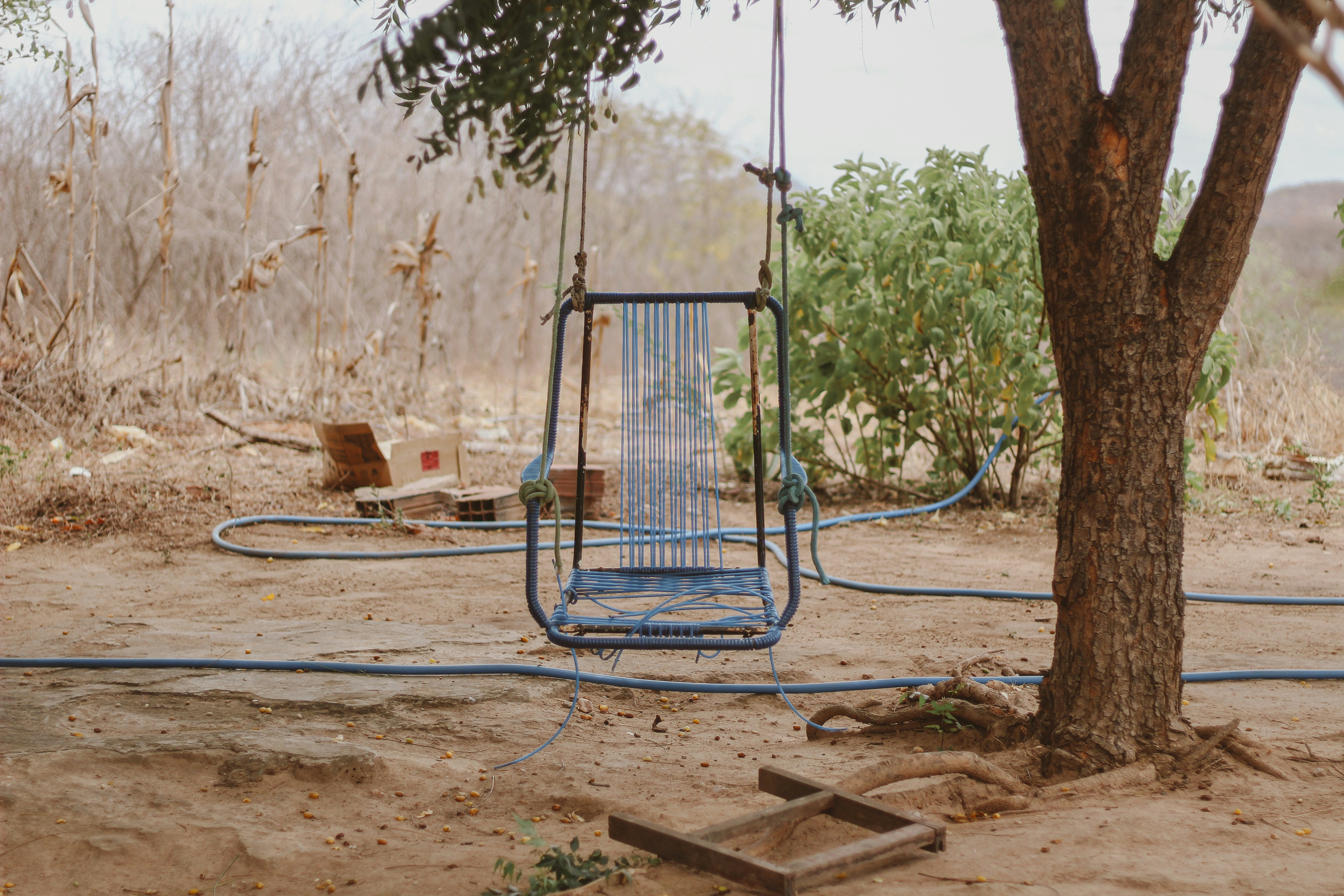 Table tennis players plant trees to help Safashahr (Level B2)