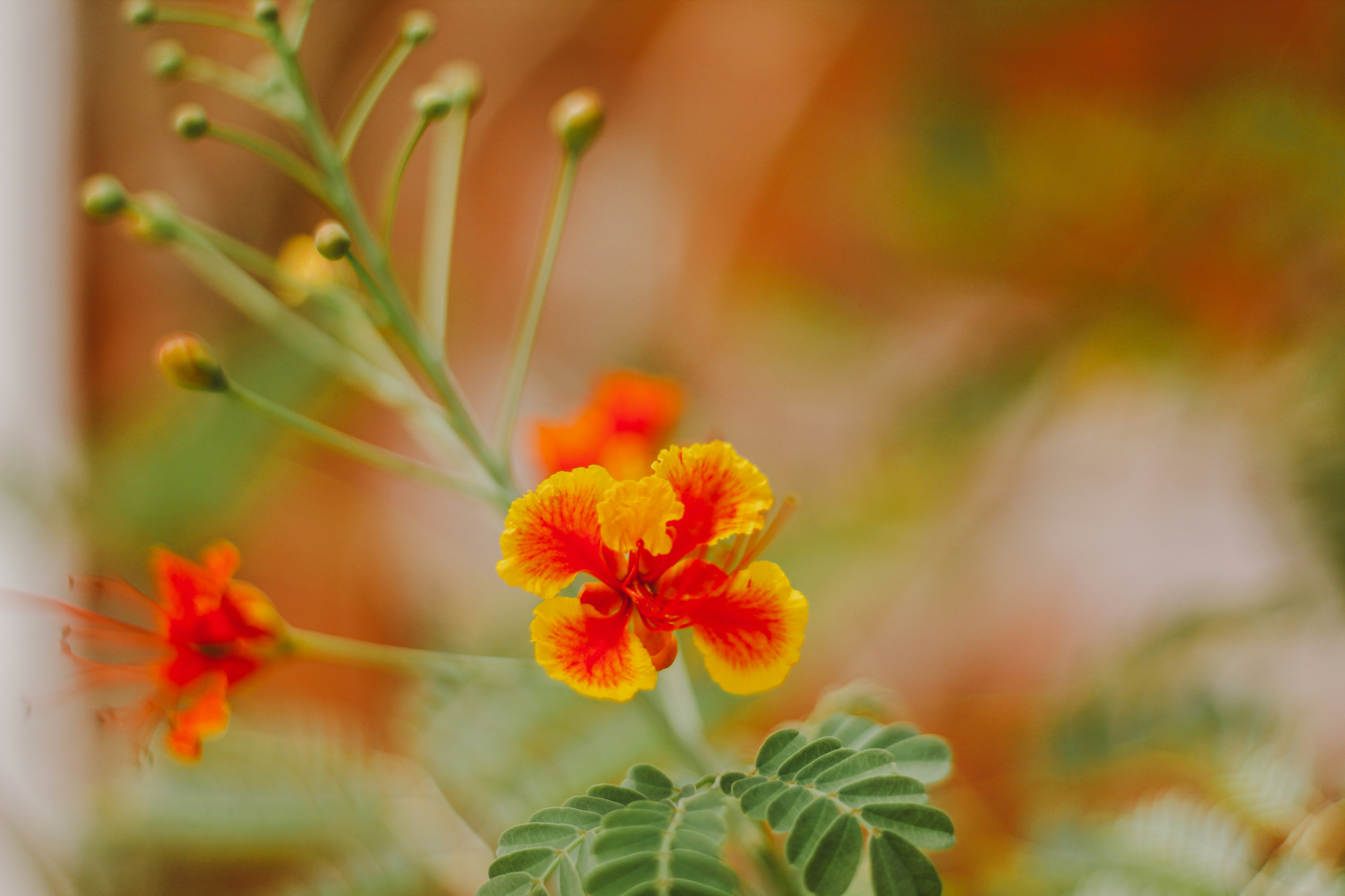 Photo by igorrodrigues