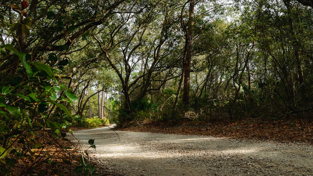 arbres verts sur sol brun pendant la journée