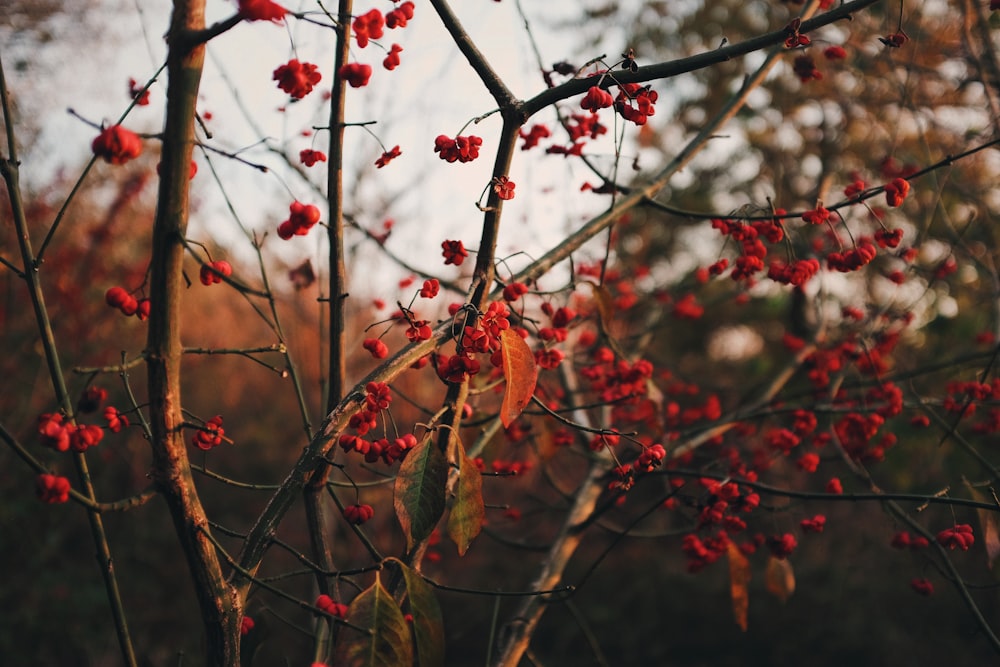 red and brown leaves on tree branch