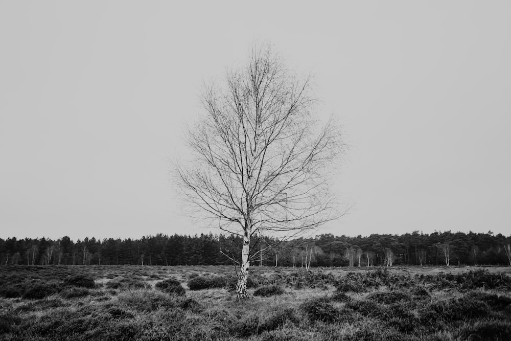 leafless tree on grass field