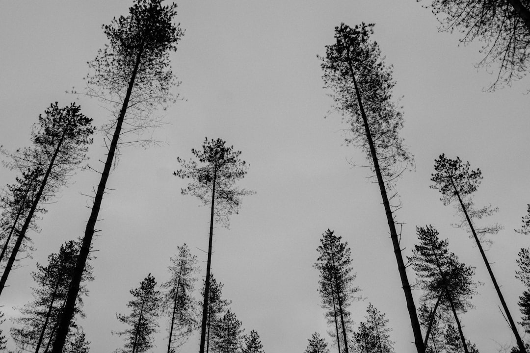 low angle photography of trees under white sky