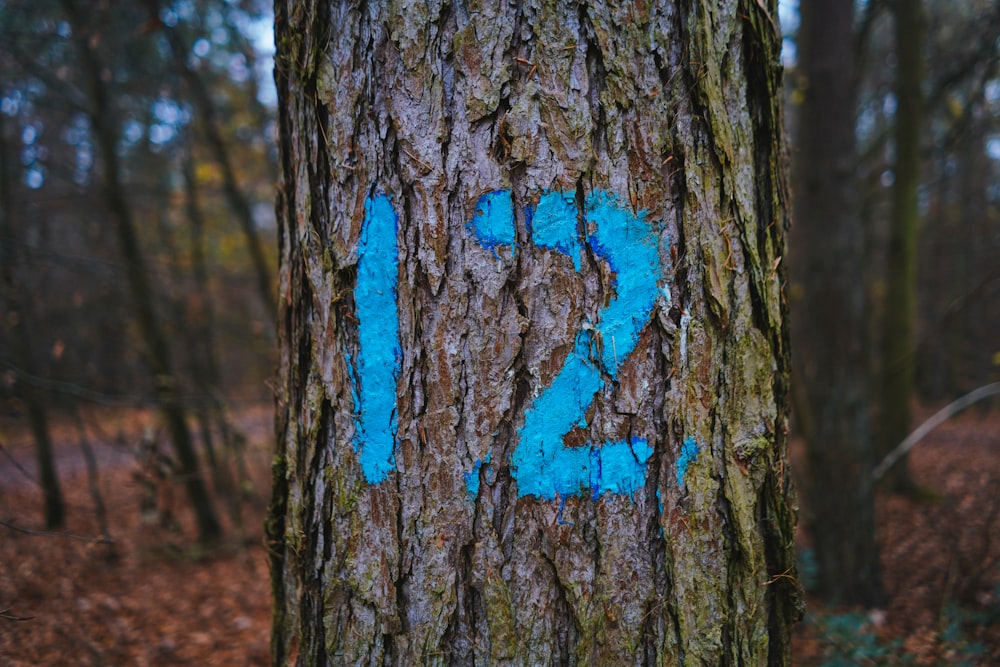 blue and black tree trunk