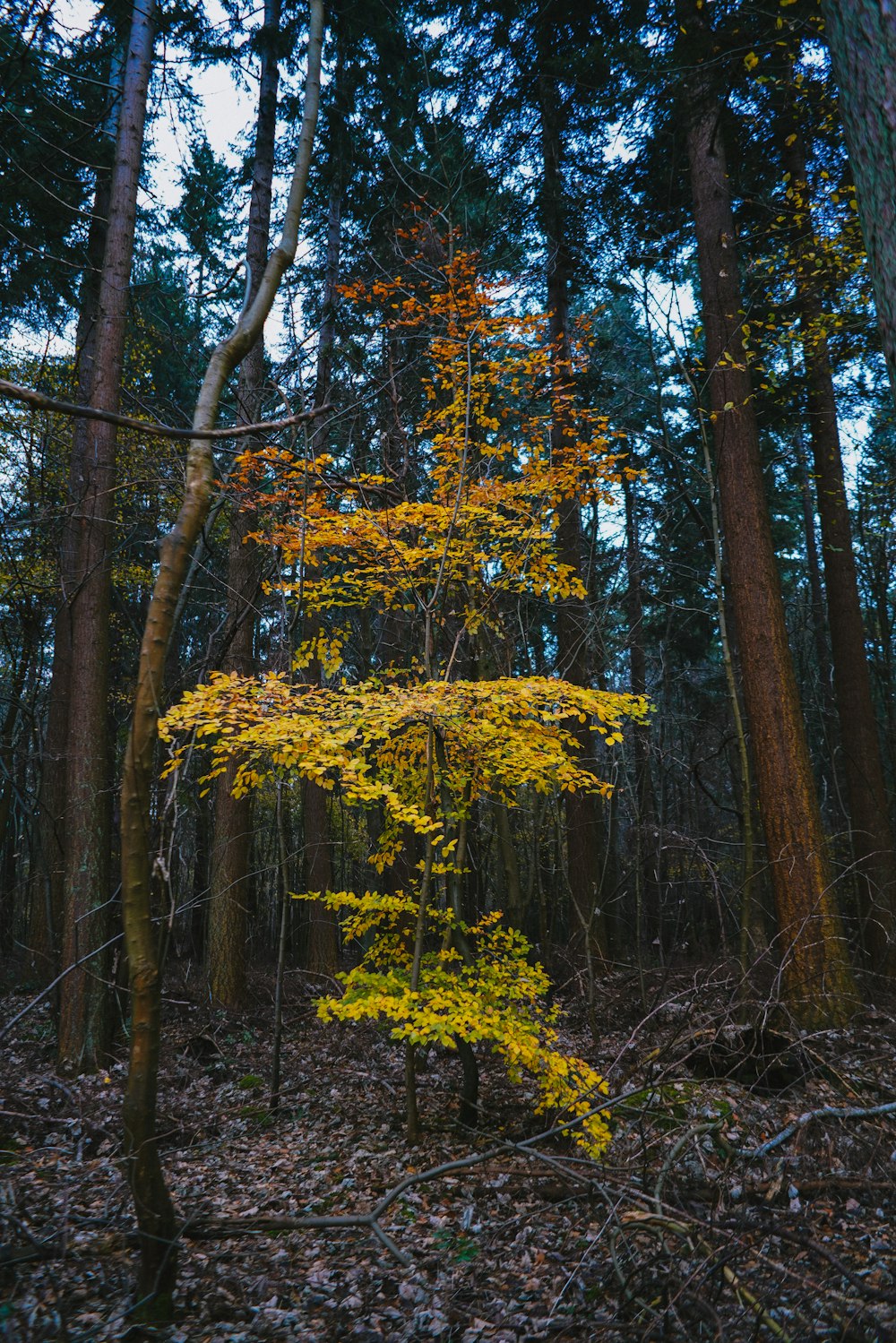 yellow leaf trees during daytime