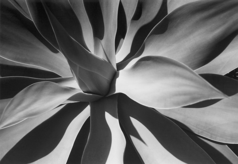 grayscale photo of flower in bloom