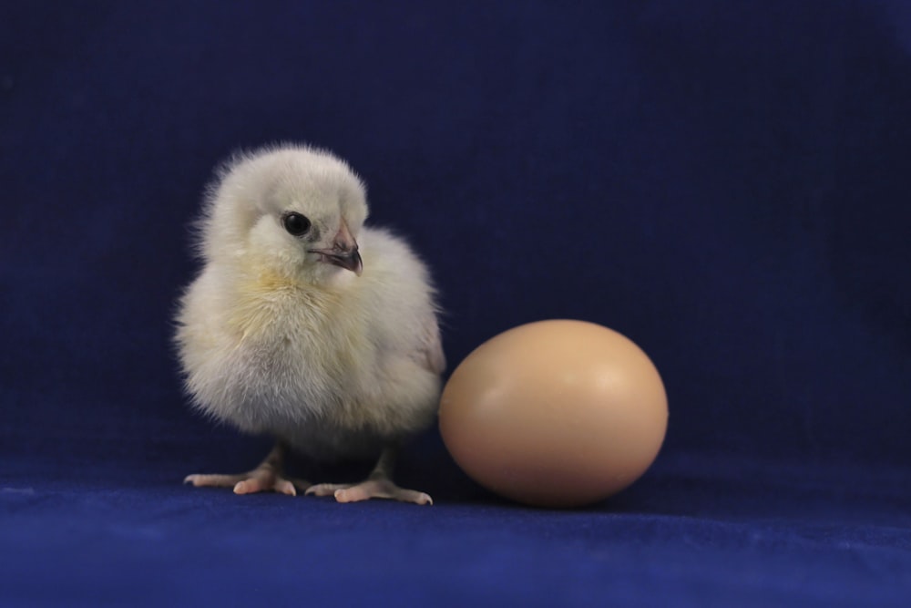 yellow chick on blue textile