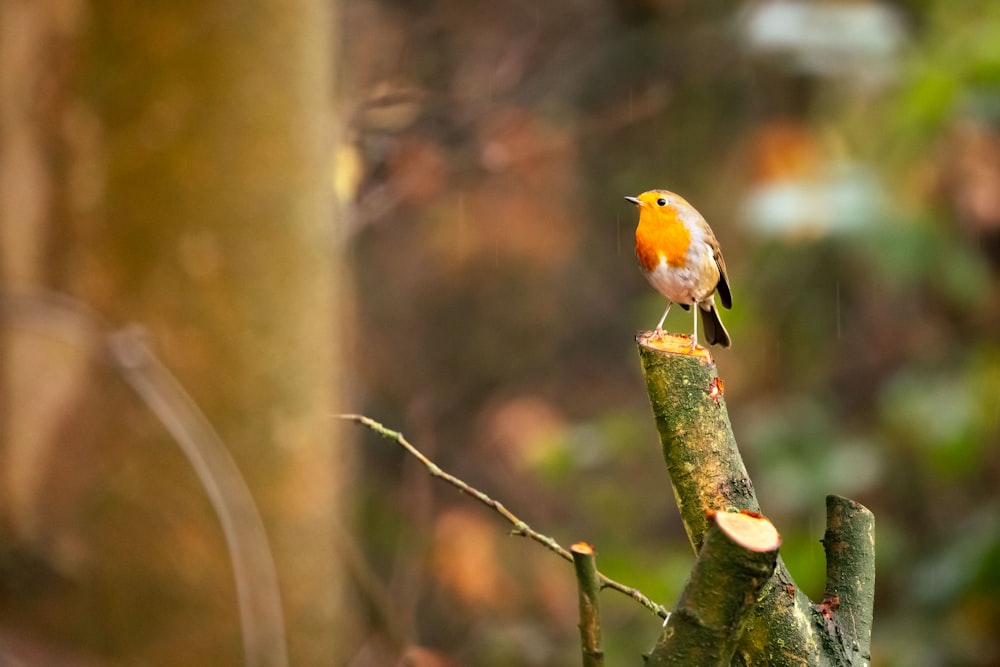 orange and gray bird on tree branch