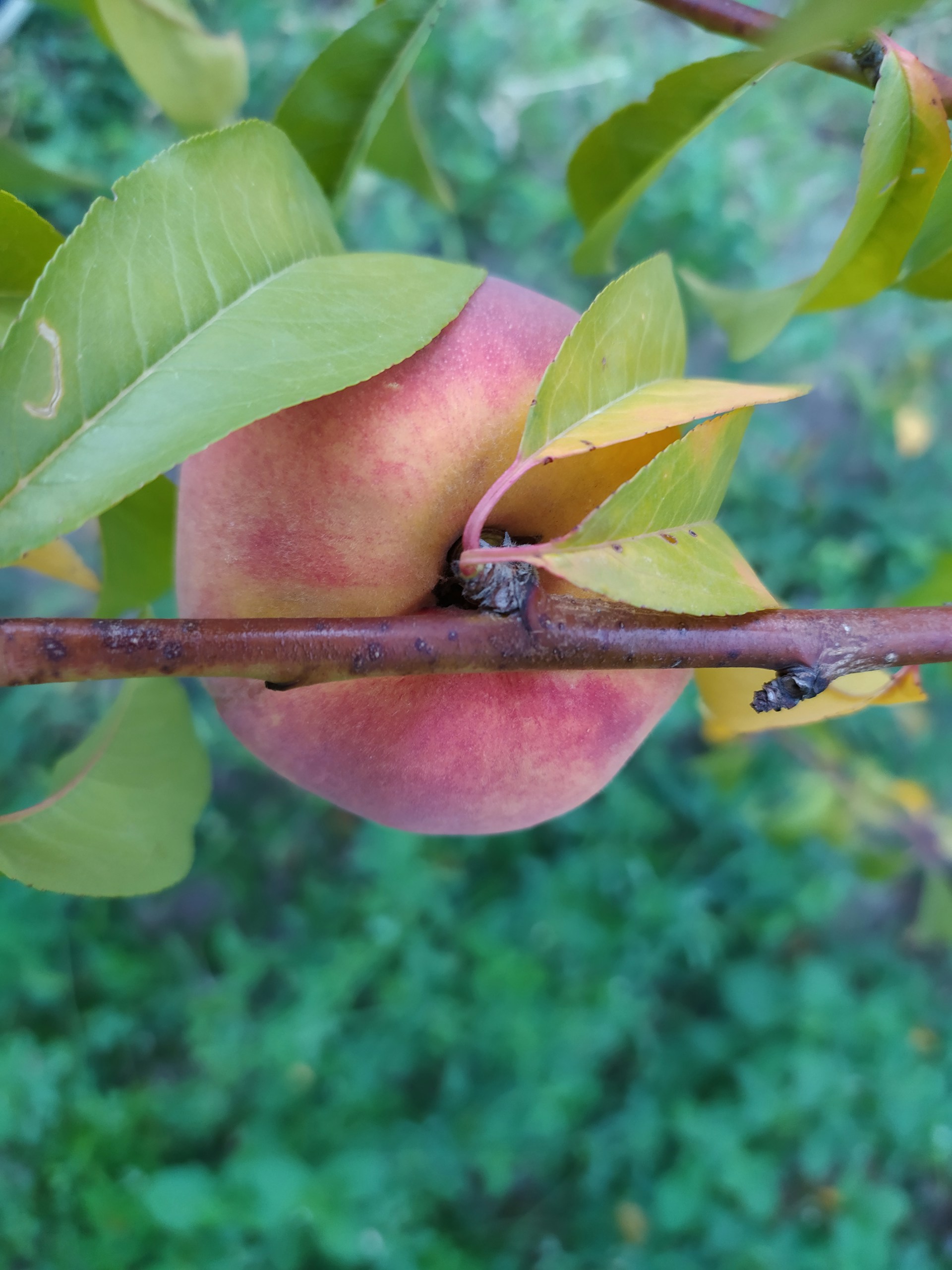 woman wearing yellow long-sleeved dress under white clouds and blue sky during daytime