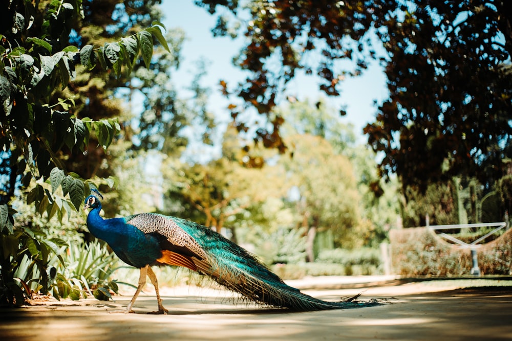pavão azul em solo marrom durante o dia