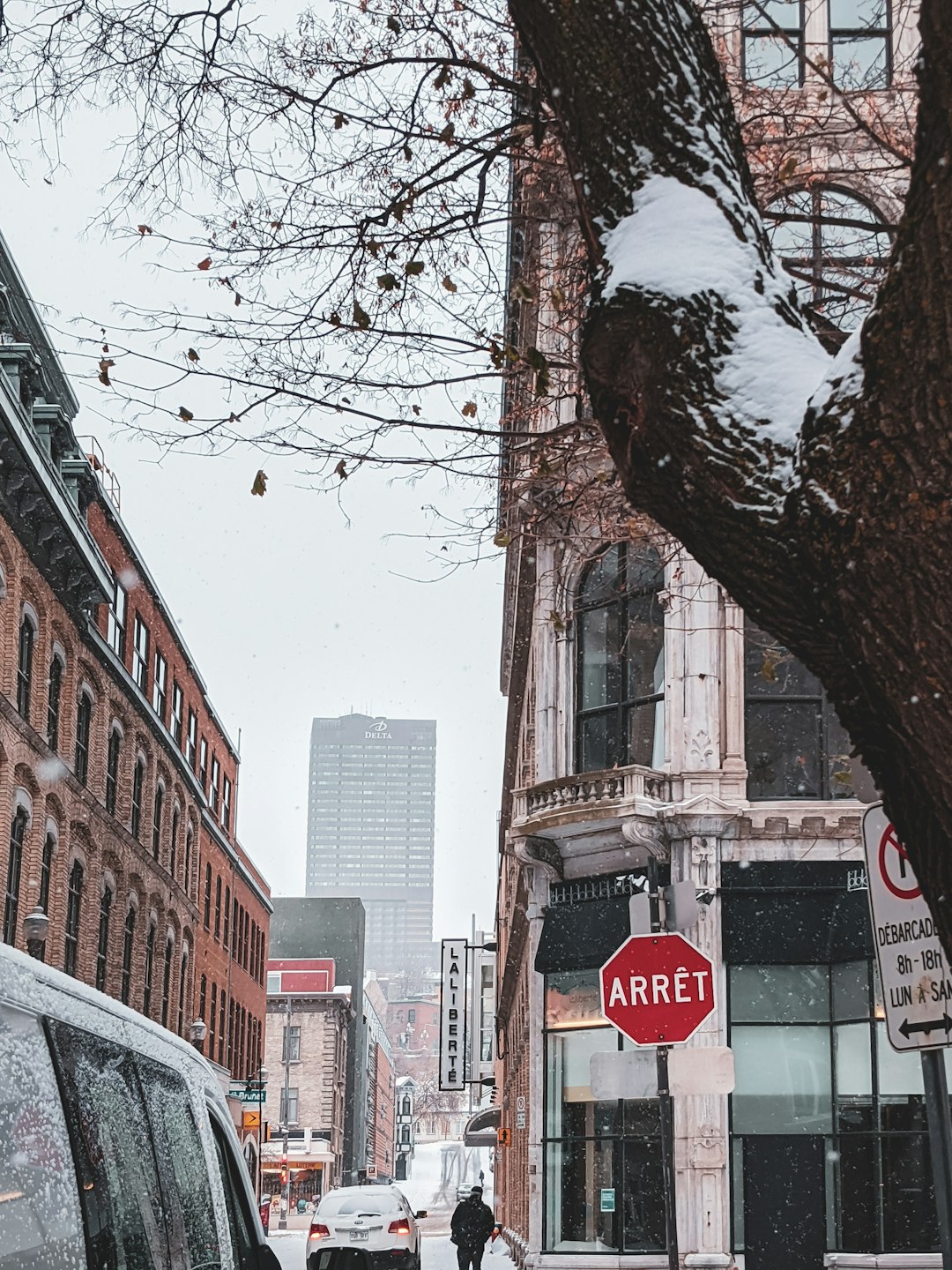 cars parked beside bare tree during daytime