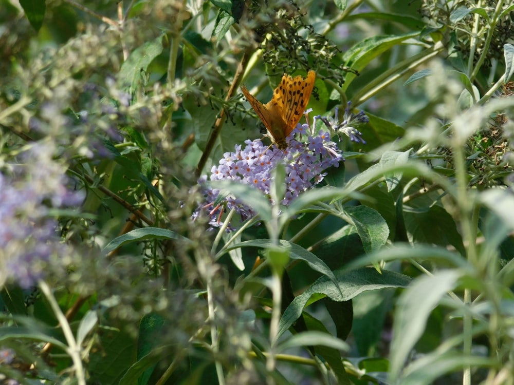 brown butterfly on purple flower during daytime