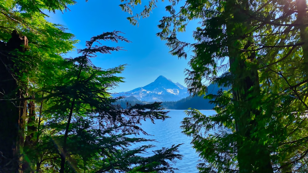 green trees near body of water under blue sky during daytime