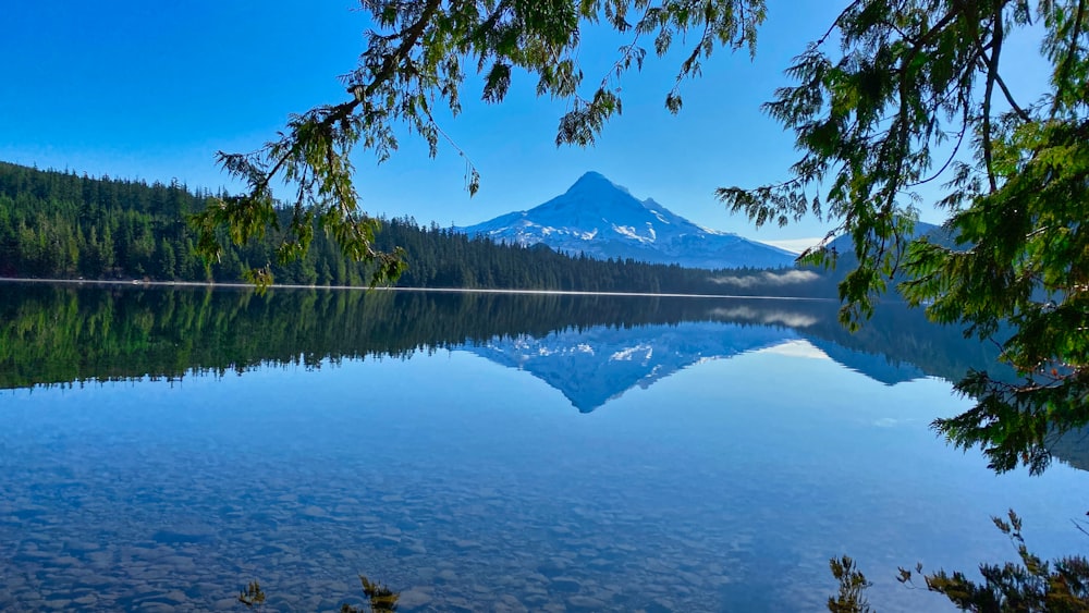 green trees near lake and mountain under blue sky during daytime