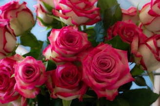 Close-up of a vibrant bouquet of pink and white roses with delicate greenery, arranged elegantly on a white background.