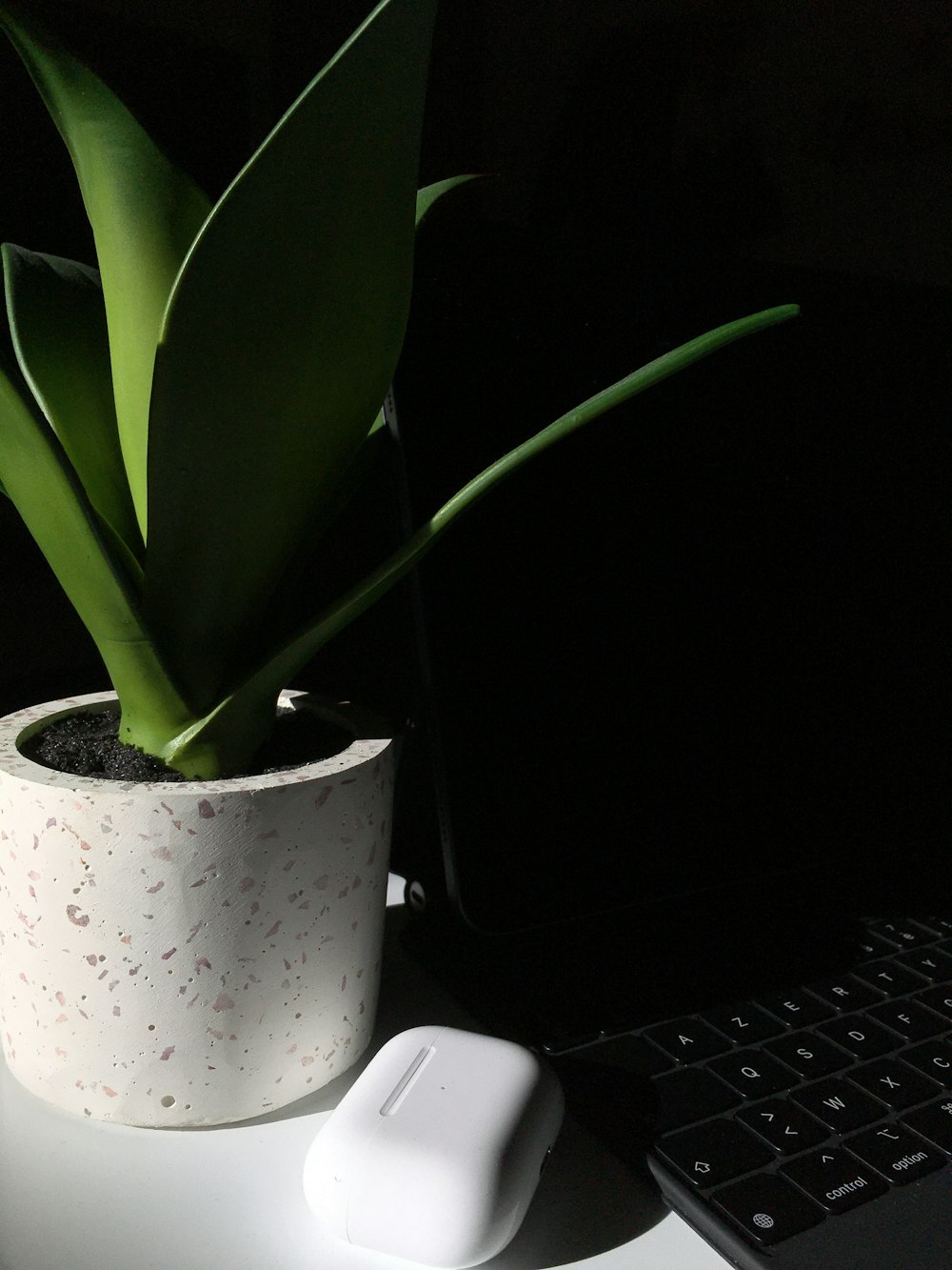 green plant on white ceramic pot