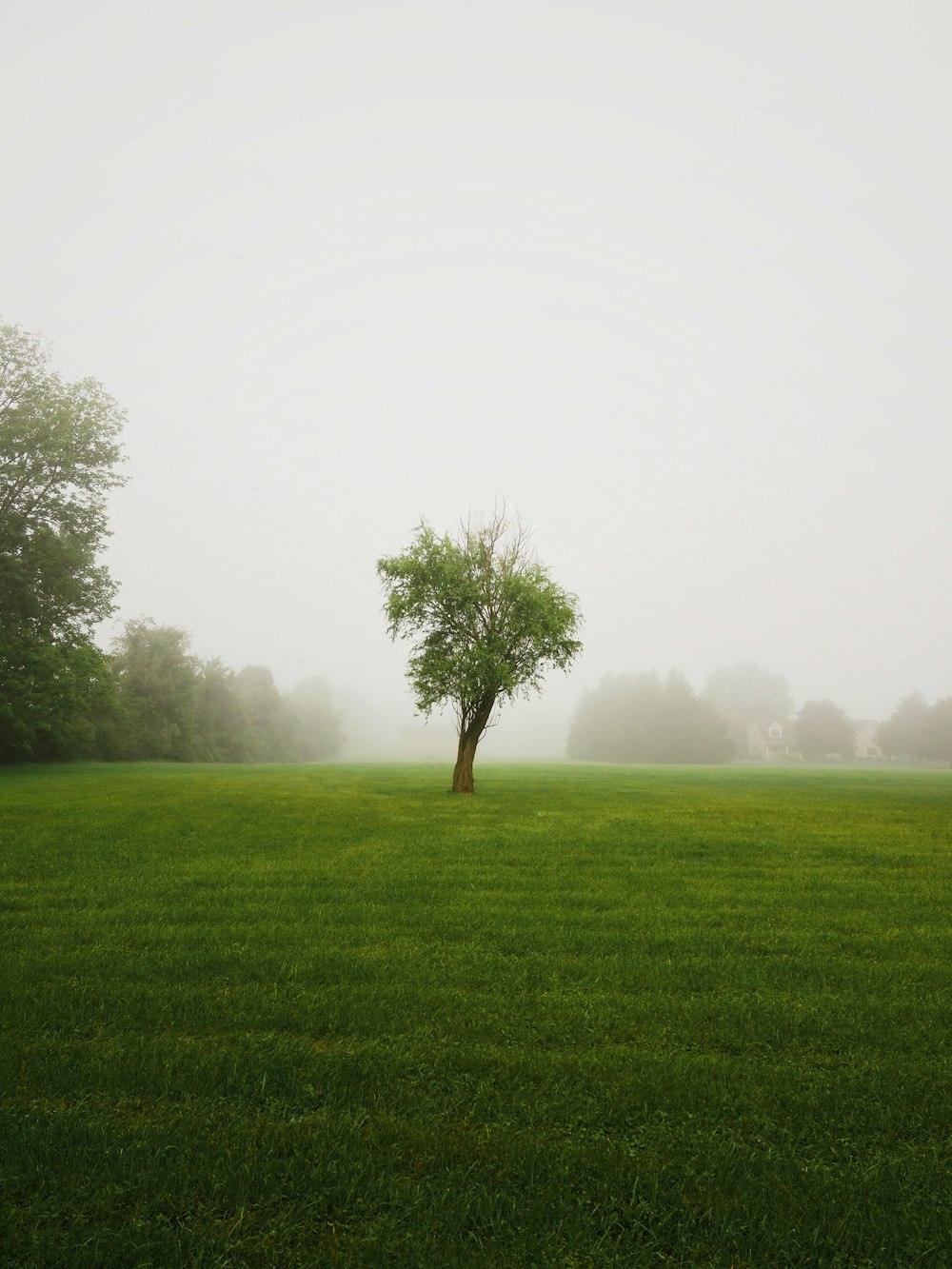 green tree on green grass field during foggy day