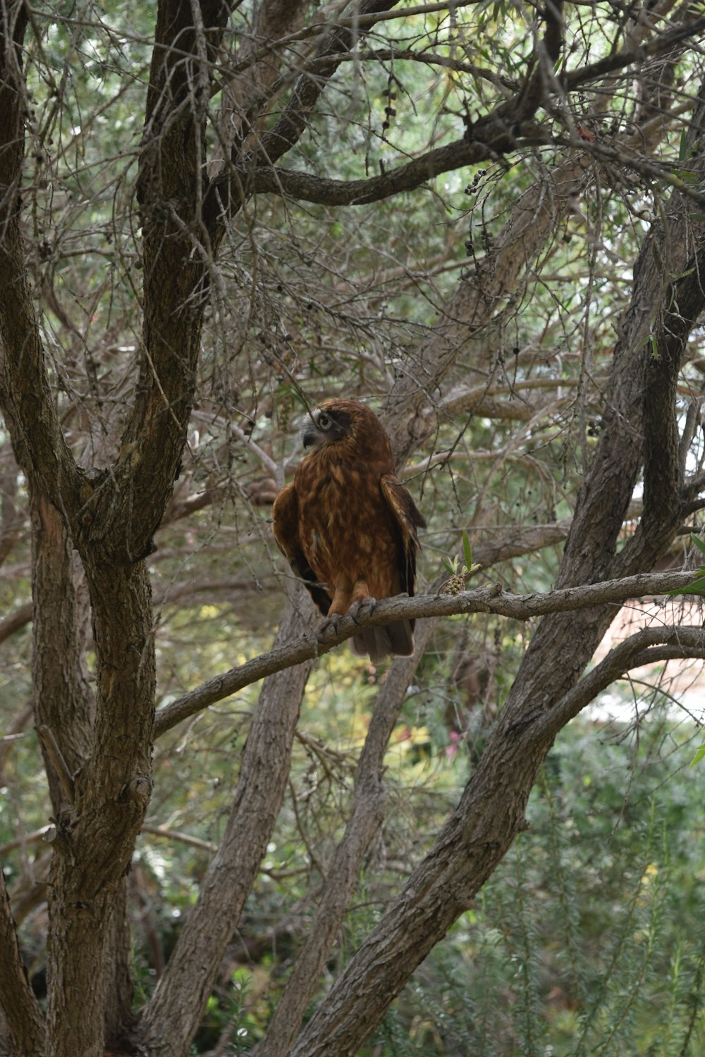 coruja marrom no galho marrom da árvore durante o dia