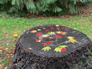 Action shot of our grinder in motion, chipping away at a stubborn stump surrounded by autumn leaves.