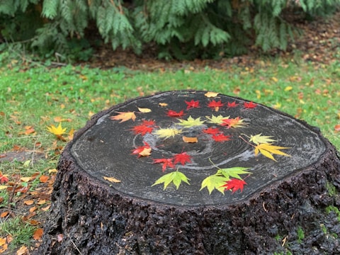 Action shot of our grinder in motion, chipping away at a stubborn stump surrounded by autumn leaves.