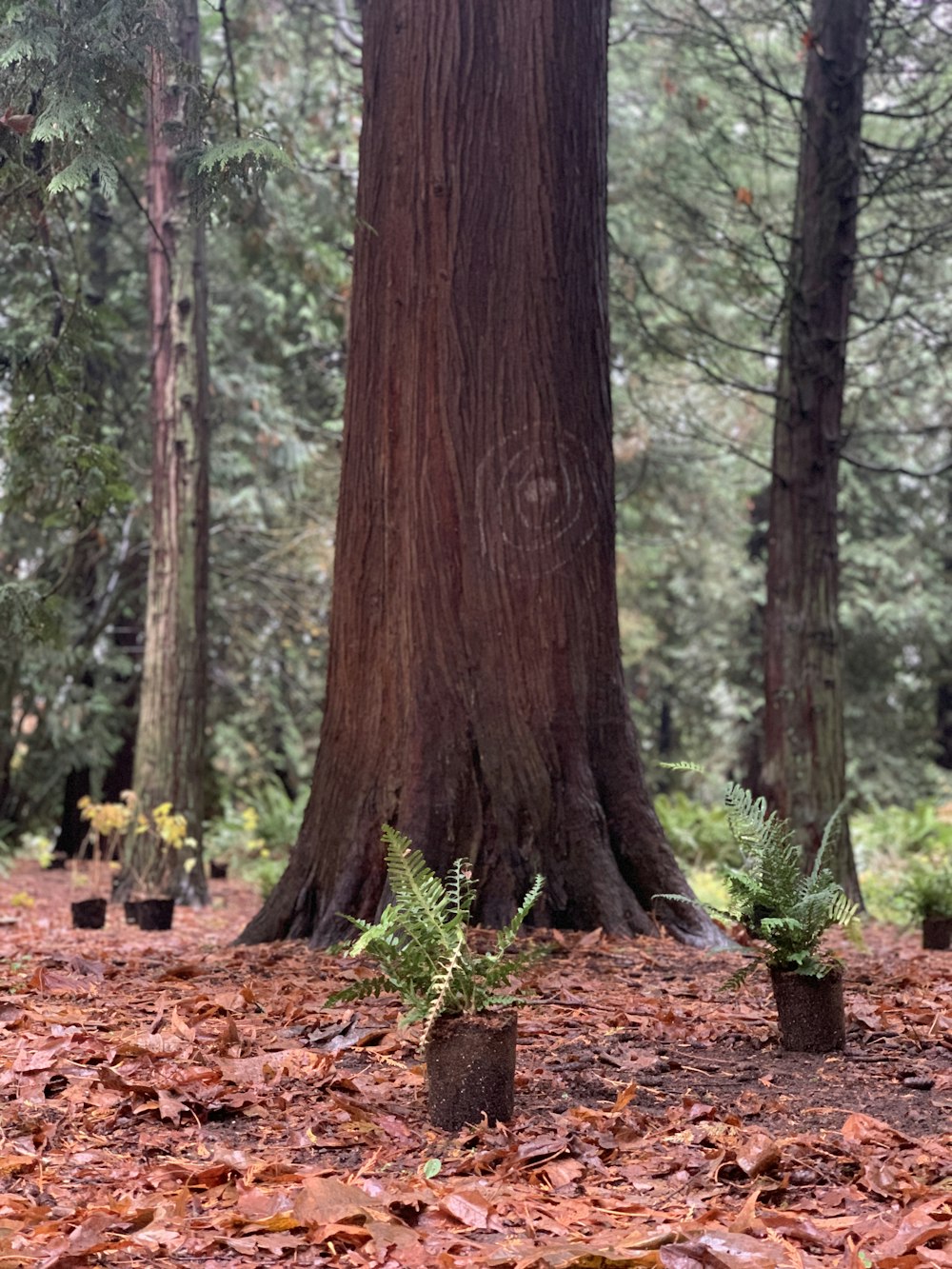 brown tree trunk on brown soil