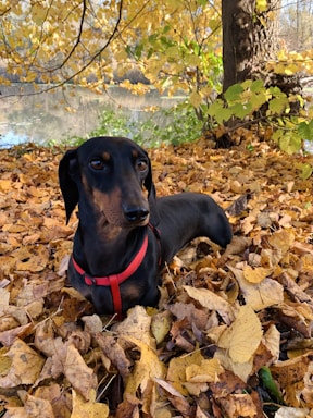 A charming chocolate dachshund sitting calmly among autumn leaves, illustrated with soft, warm tones.