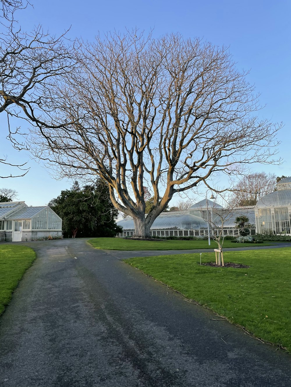 leafless tree on green grass field near white building during daytime