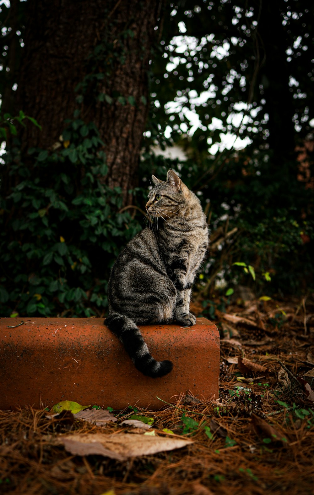 brown tabby cat on brown concrete