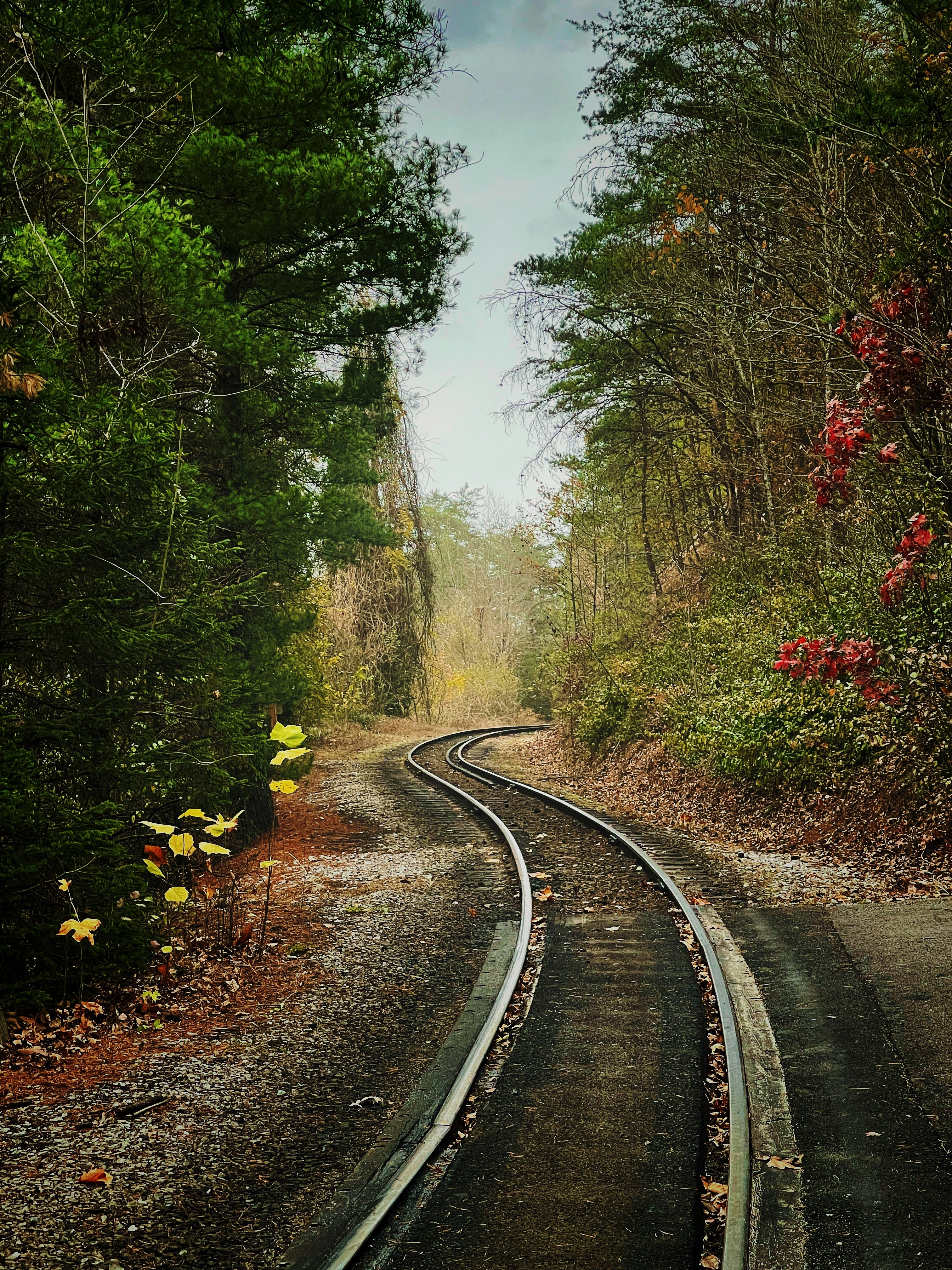 train rail between green trees during daytime