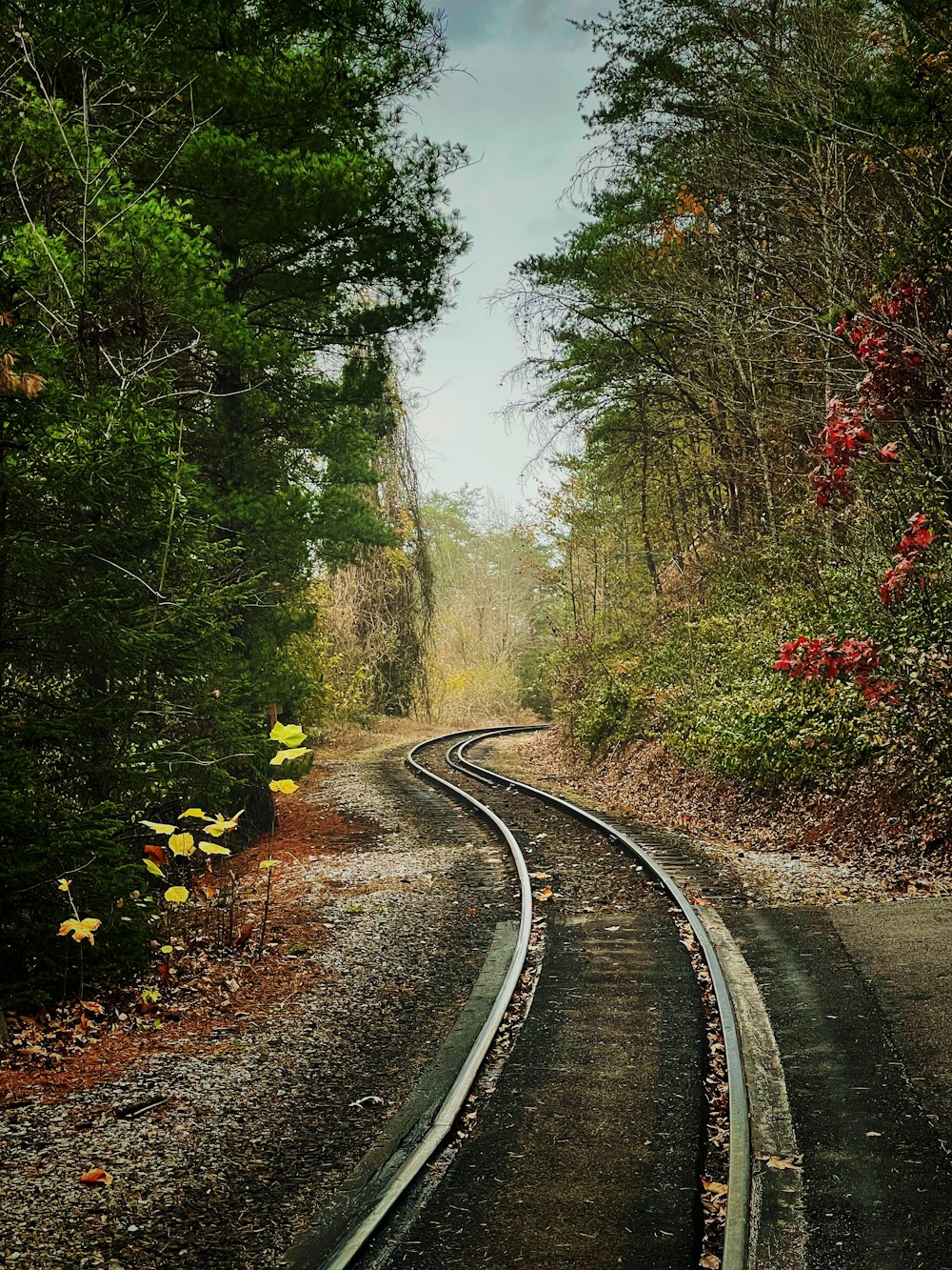 train rail between green trees during daytime