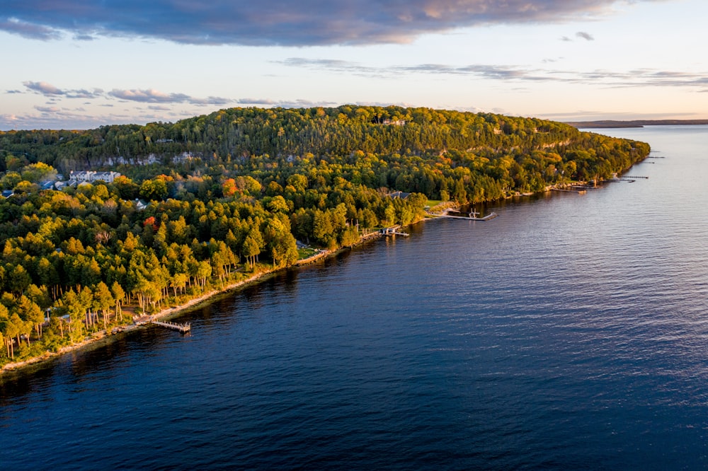 green trees beside body of water during daytime